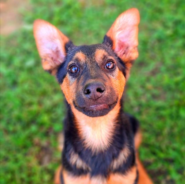 DOBBY, cucciolo mix PASTORINO dolcissimo! - Foto 5