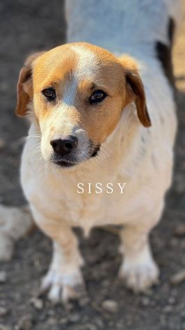 SISSY, dolcissima timidona zampacorta! - Foto 5