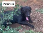 Persefone simil labrador