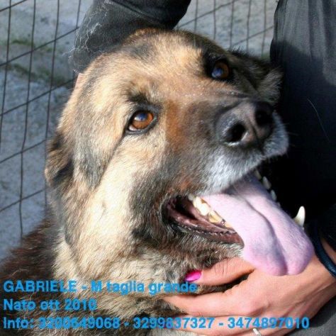 Splendidi cani in cerca di casa URGENTE! - Foto 9