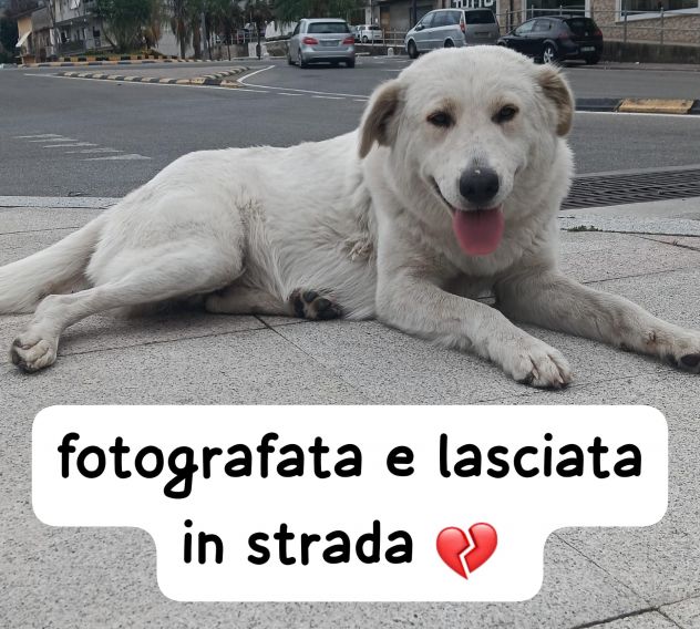 KIRA CUCCIOLONA SIMIL LABRADOR 18 MESI