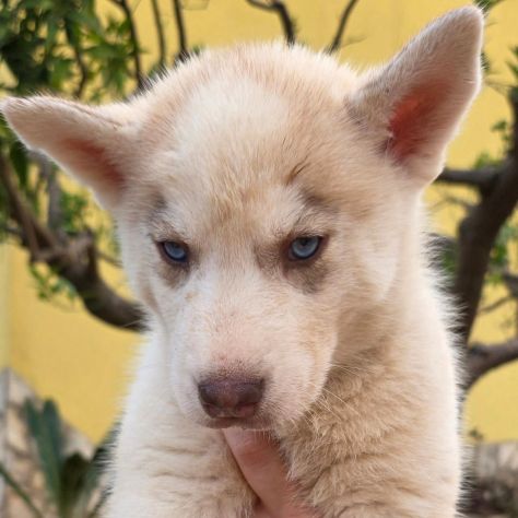 Cuccioli di husky cercano casa - Foto 2