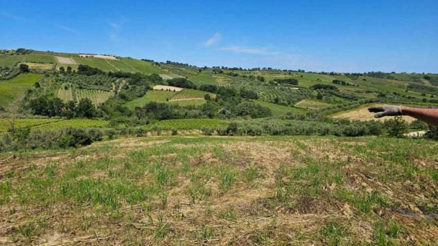 Uliveto in vendita a Castel Frentano - Foto 10