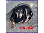 DAIMA sui 7anni buonissima ama le coccole!