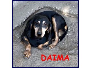 DAIMA sui 7anni buonissima ama le coccole!