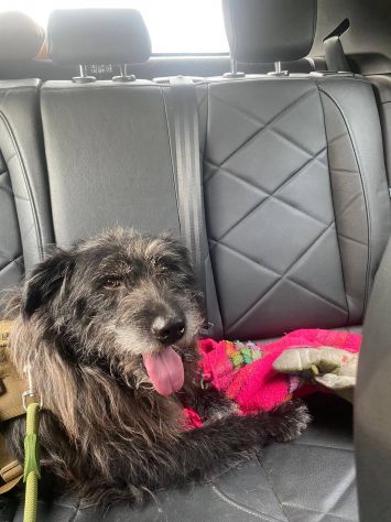 Barbetto spinone cerca famiglia - Foto 5