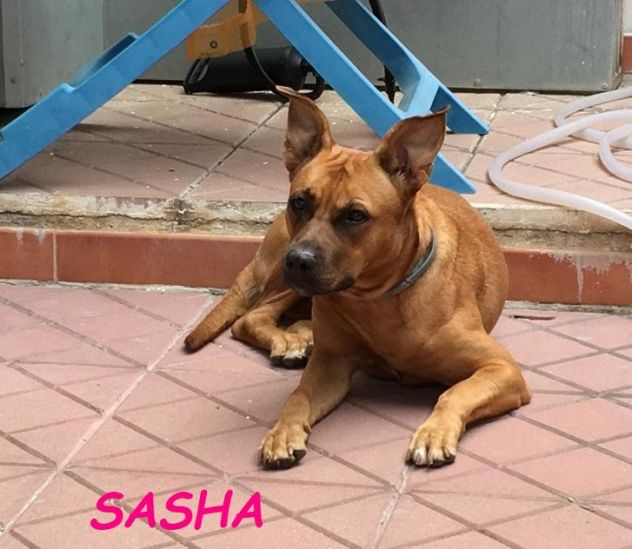 SASHA 8anni buona con gli altri cani! Urgente - Foto 2