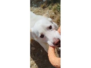 Casper