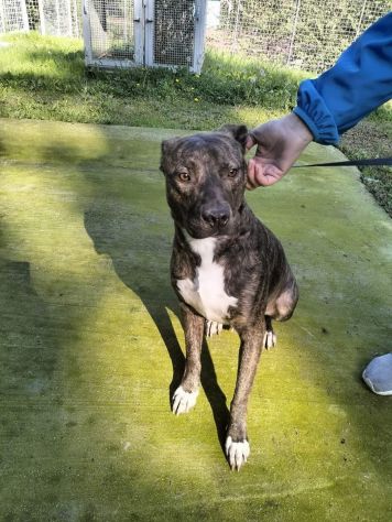 Apollo simil amstaff - Foto 10