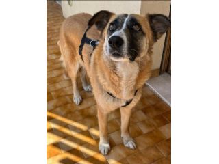 Ambra 4 anni Taglia grande