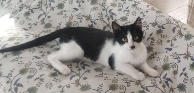 Tux gattino