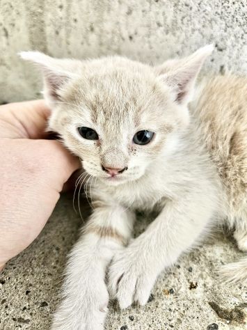3 splendide gattine di solo 2 mesi - Foto 3