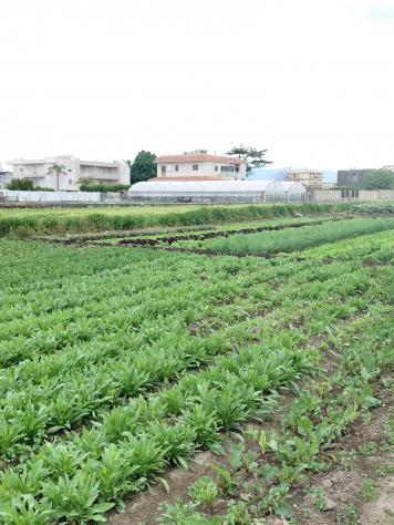 Agricolo in Traversa Schito