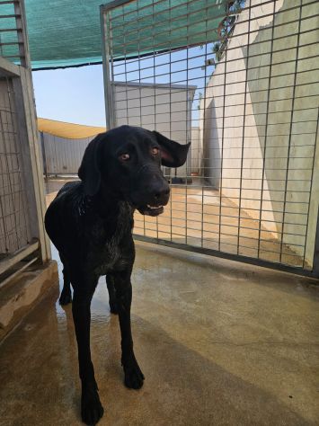 Massy: cucciolone incrocio bracco dolcissimo - Foto 10