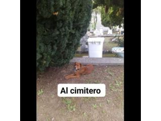 HACKITO, CUORE GRANDE, SALVIAMOLO DAL CANILE, CANE IN ADOZIONE.