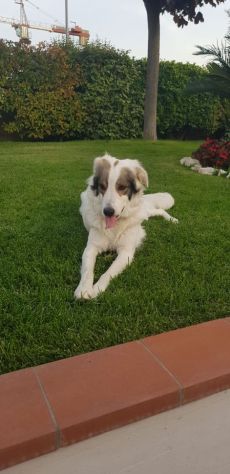 5anni  splendido ,da cucciolo tra i rifiuti! BASILICATA - Foto 2