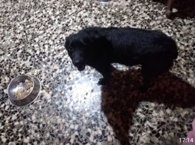 6anni kg 7 sfortunato nero senza coda aspetta casa prov ALESSANDRIA - Foto 4