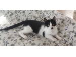 Tux gattino