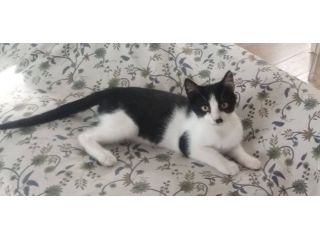 Tux gattino