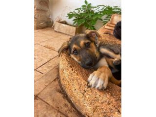 Regalo cucciola incrocio pastore tedesco