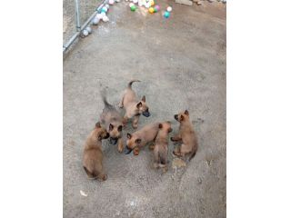 Malinois cuccioli
