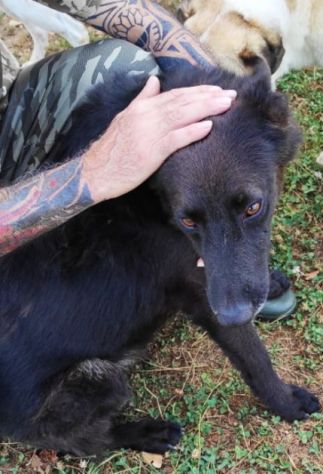 CAGNOLINO CERCA CASA, ALBERTO TAGLIA MEDIO CONTENUTA - Foto 5