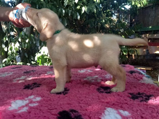 Disponibili cuccioli di labrador - Foto 4