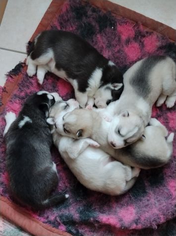 Cuccioli di Siberian Husky - Foto 3
