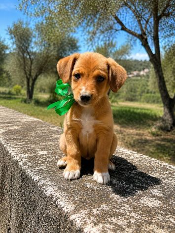 Regalo cuccioli taglia medio piccola - Foto 7