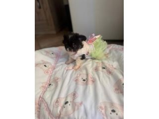 Chihuahua a pelo lungo