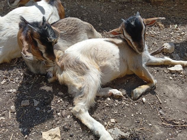 Capretto tibetano - Foto 2
