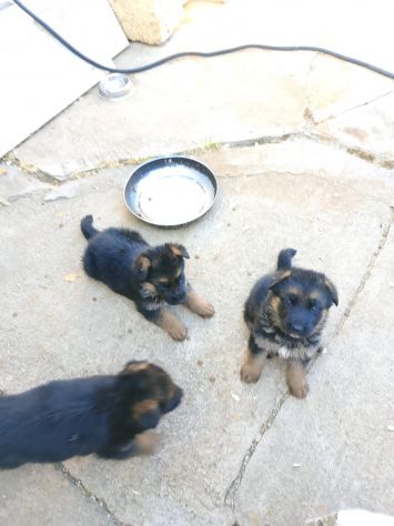 Cuccioli pastore tedesco - Foto 2