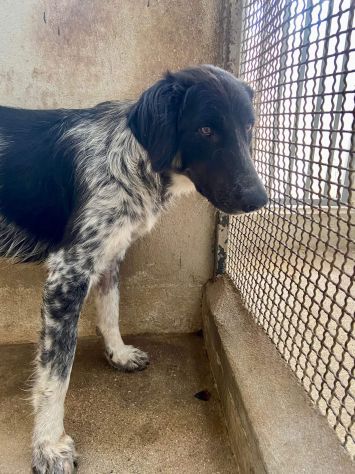 PROCOPIA, UN'OCCASIONE DI VITA, CAGNOLINA IN ADOZIONE - Foto 8