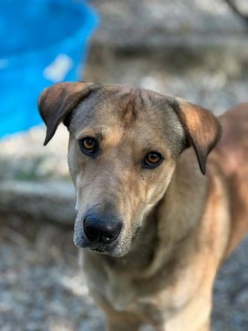 POLDO SOCIEVOLE AFFETTUOSO CAGNOLINO IN ADOZIONE