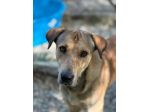 POLDO SOCIEVOLE AFFETTUOSO CAGNOLINO IN ADOZIONE