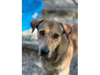 POLDO SOCIEVOLE AFFETTUOSO CAGNOLINO IN ADOZIONE