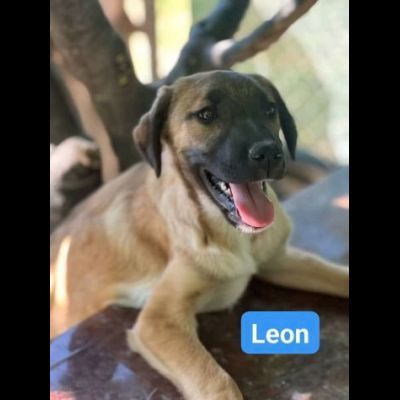 CUCCIOLI IN ADOZIONE - Foto 4