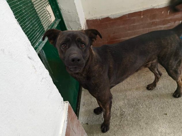 AMOS GIOVANE BELLO GIOCHERELLONE CAGNOLINO IN ADOZIONE - Foto 4