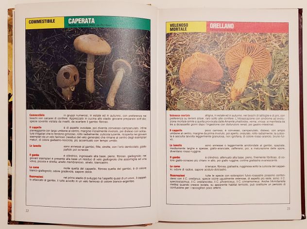 I funghi. Il manuale del cercafunghi di Fernando Rais Editoriale Drago, 1985 - Foto 5