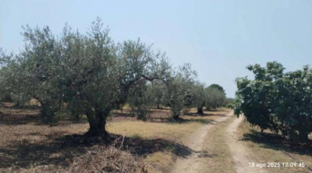 Immobile in asta di 50 m² in vendita a Castelvetrano - Foto 5