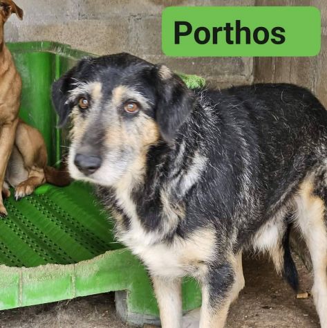 La triste storia dei tre moschettieri cagnolini in adozione - Foto 2