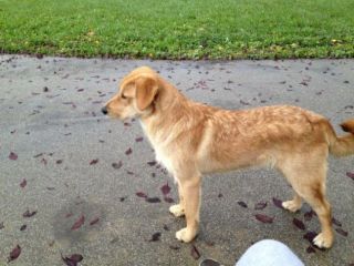 TONTO, affettuoso cagnolino coccolone