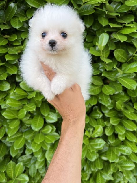 Cuccioli della Pomerania - Foto 4