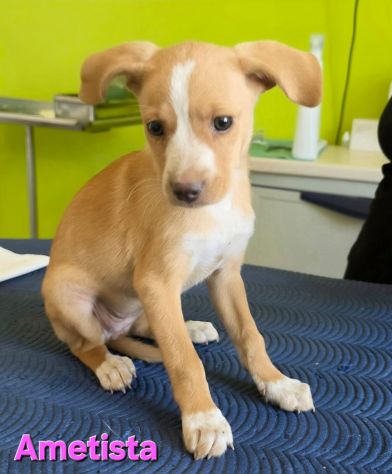 AMETISTA,cucciola mix volpino breton - Foto 2