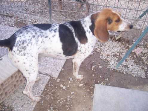 COCKY, beagle fantasia - Foto 2