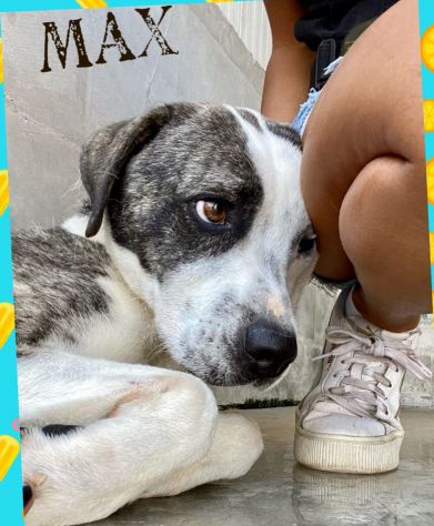 MAX: forza e tenerezza - Foto 2