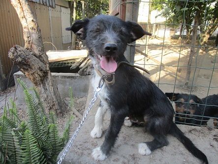 ARAMIS, cucciolo intelligente e vivace - Foto 3