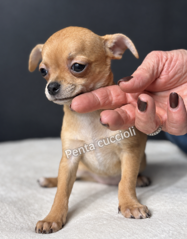 Csandra - Chihuahua toy femmina di 3 mesi, dolce e mansueta