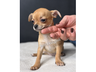 Csandra - Chihuahua toy femmina di 3 mesi, dolce e mansueta