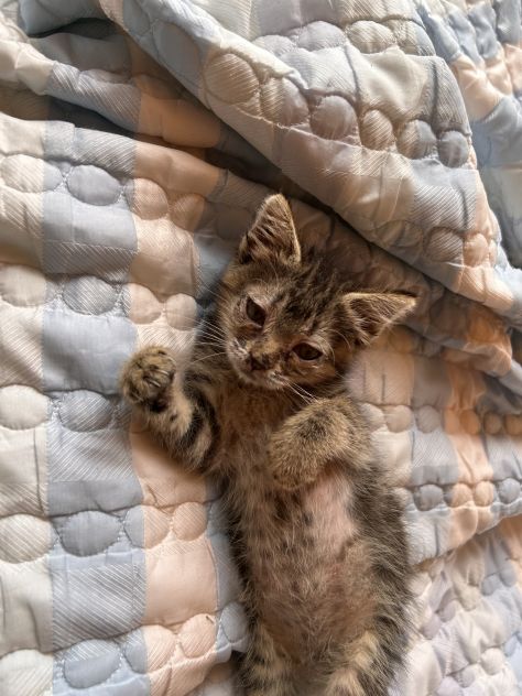 Regalo cucciolo di gattino - Foto 4